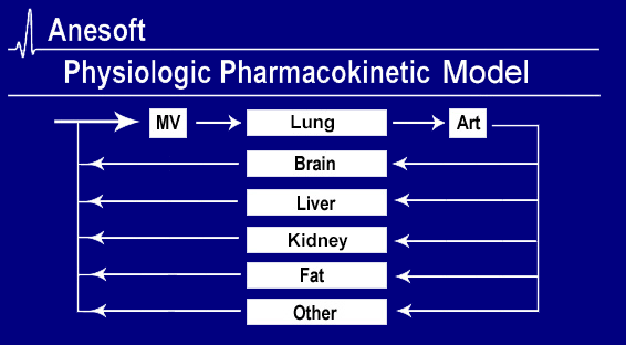 Physiologic PK Model